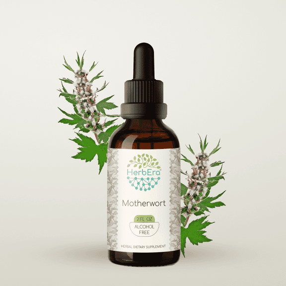 HerbEra Motherwort Tincture, Herbal Dietary Supplement for Women’s Wellness Support, Motherwort (Leonurus cardiaca) Dried Herb Extract, Natural, Alcohol-Free, Drops 2 oz
