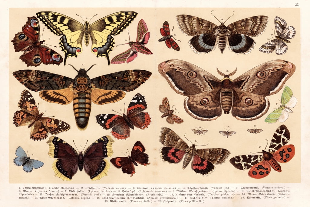 Vintage 1888 Moths and Butterflies Insect Art Print Poster