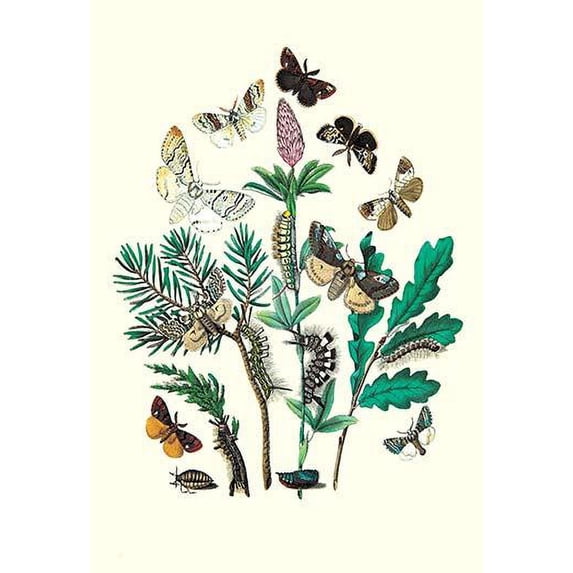 Moths: O. Gonostigma, D. Pudibunda, et al.-Fine Art Canvas Print (20" x 30")