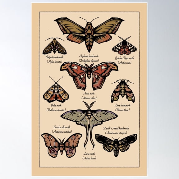 Moths Of The World Poster Wall Art, Modern Wall Decor For Living Room Bedroom, 8x12 UNFRAMED