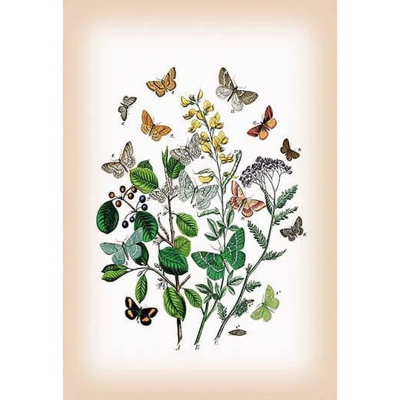 Moths: Psodos Quadrifaria, Geometra Papilionaria, et al.-Fine Art Canvas Print (20" x 30")