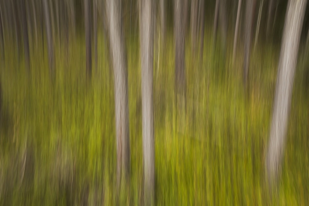 Motion blur of trees Ontario Canada Canvas Art - Robert Postma Design Pics (19 x 12)