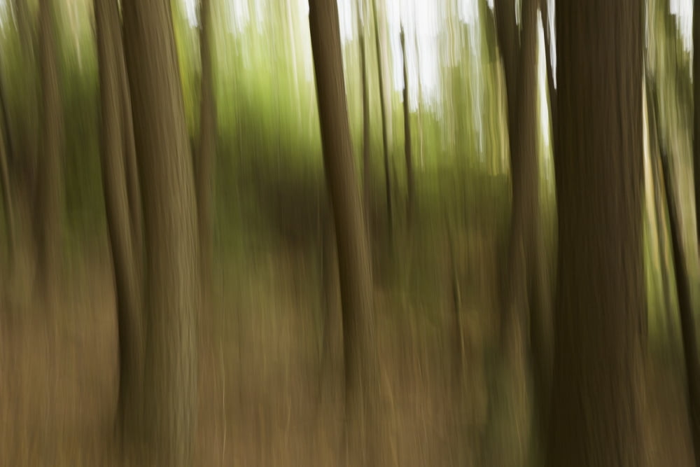 Motion blur of trees Ontario Canada Canvas Art - Robert Postma Design Pics (19 x 12)