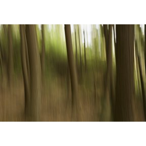 Motion blur of trees Ontario Canada Canvas Art - Robert Postma Design Pics (19 x 12)