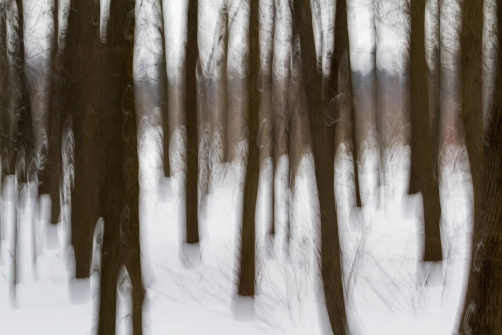 Motion blur of trees Quebec Canada Canvas Art - Philippe Henry Design Pics (19 x 12)