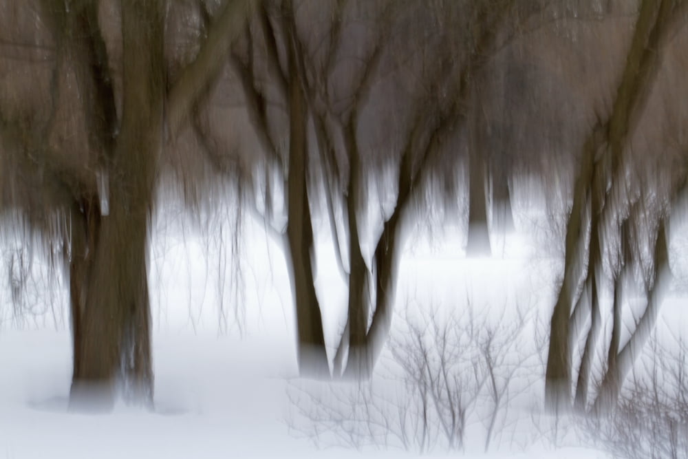 Motion blur of trees Quebec Canada Canvas Art - Philippe Henry Design Pics (38 x 24)