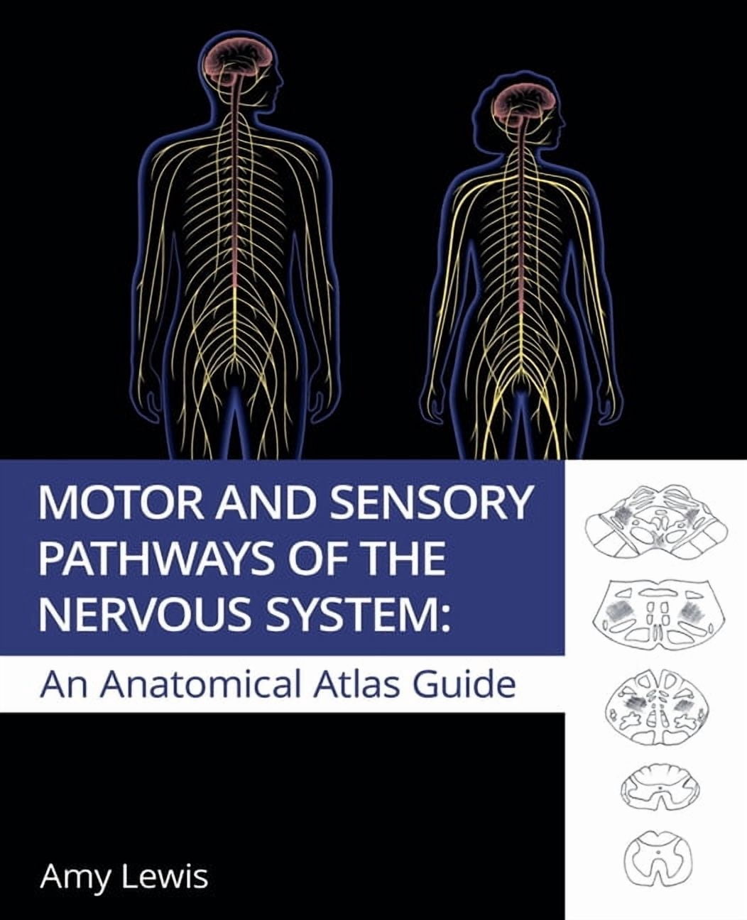Sensory And Motor Pathways