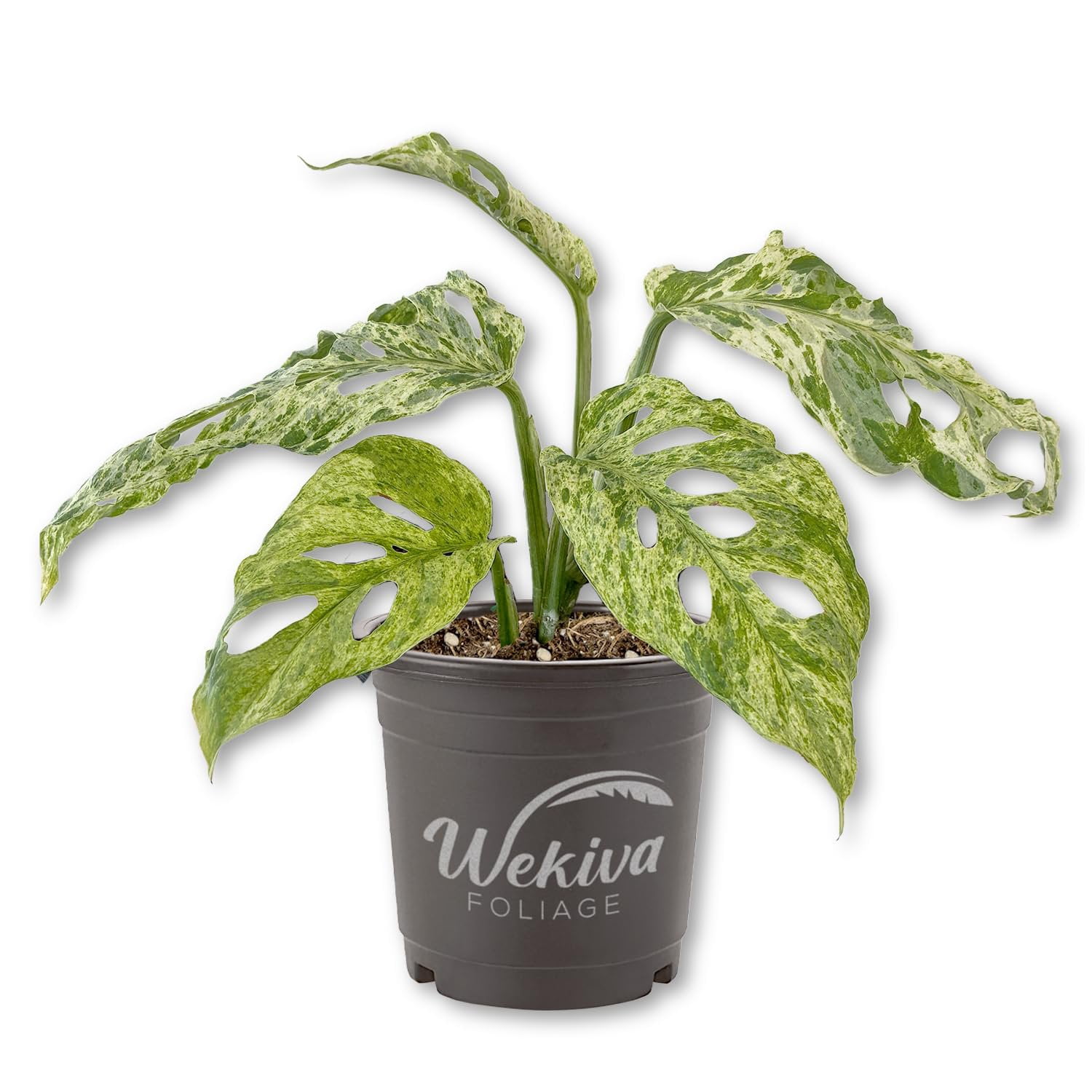 9+ Fenestration Plant Mottled Monstera Adansonii Plant - 1 Live Plant in a 4 Inch Pot