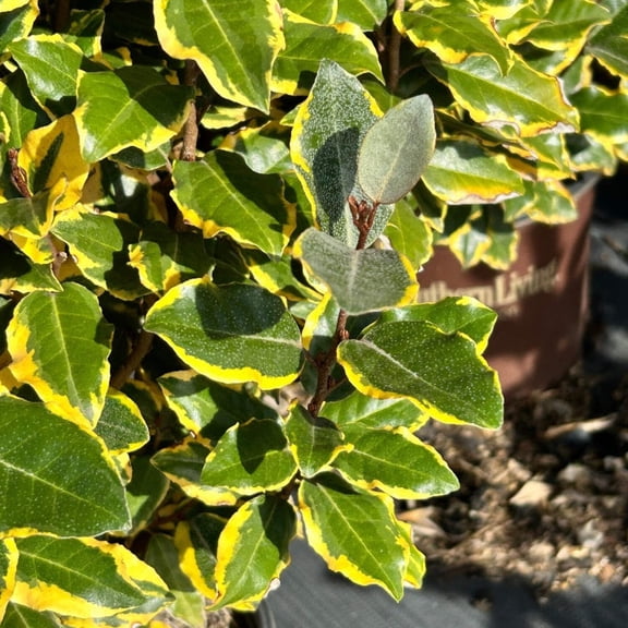 Mount Airy Fothergilla - Fothergilla major 'Mount Airy'