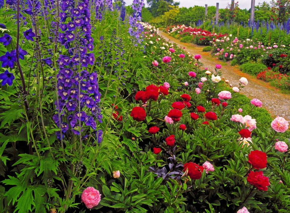Mount Congreve Gardens Co Waterford Ireland Peonies And Delphiniums Canvas Art - The Irish Image Collection  Design Pics (16 x 12)