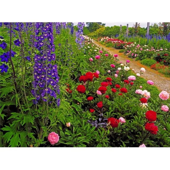 Mount Congreve Gardens Co Waterford Ireland - Peonies & Delphiniums Poster Print by The Irish Image Collection - 16 x 12