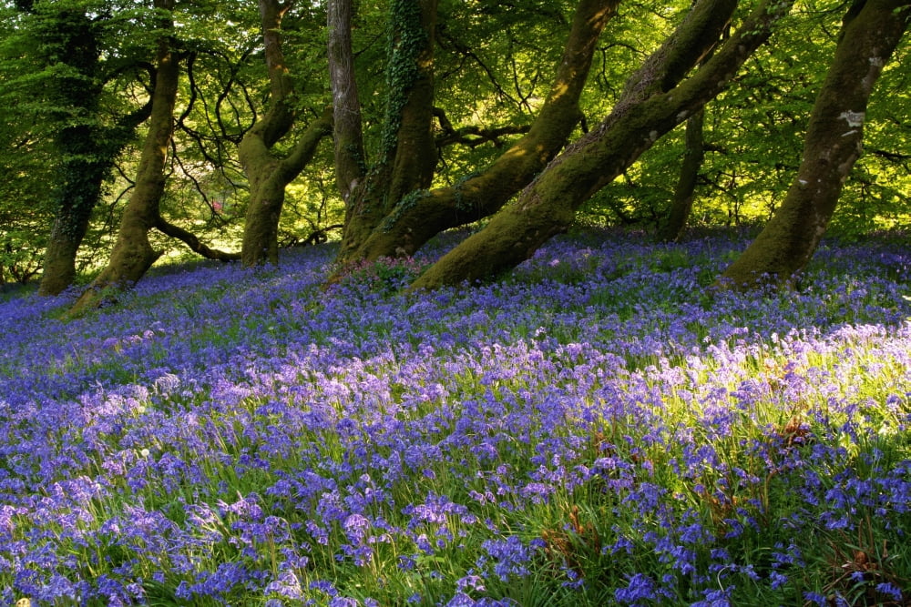 Mount Congreve Gardens County Waterford Ireland Canvas Art - Peter Zoeller Design Pics (38 x 24)