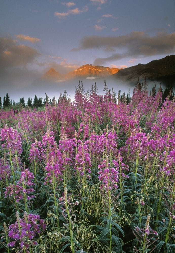 Mount Crowfoot At Bow Summit With Fireweed In Foreground Banff National Park Alberta Canada Canvas Art - Darwin Wiggett Design Pics (22 x 34)