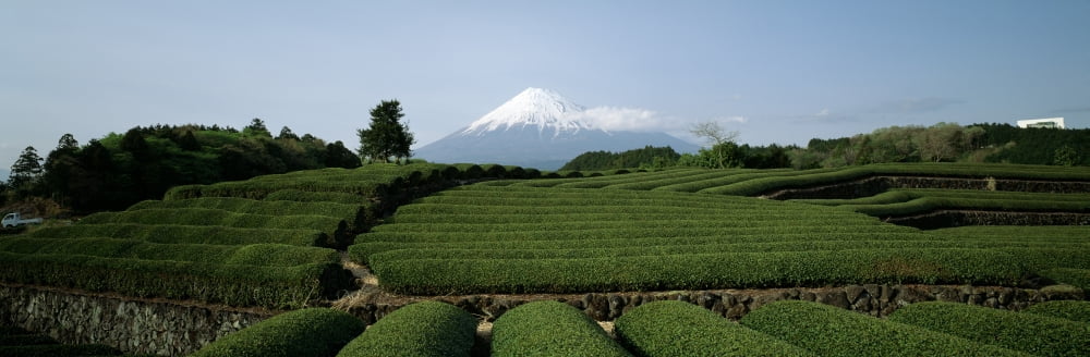 Mount Fuji Japan The Field Canvas Art - Panoramic Images (12 x 36)