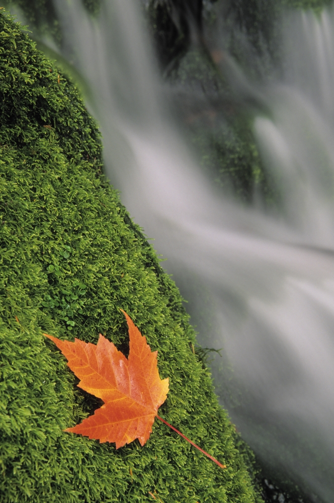 Mount Head Creek And Maple Leaf Mount Carleton Provincial Park New Brunswick Canvas Art - Ron Watts Design Pics (11 x 17)