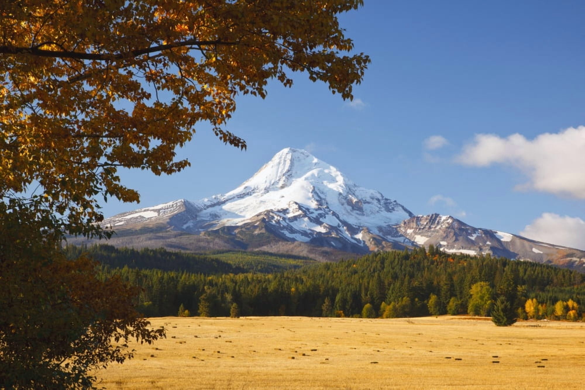 Mount Hood And Autumn Colours In Hood River Valley Oregon United States of America Canvas Art - Craig Tuttle Design Pics (38 x 24)