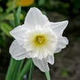 thumbnail image 1 of Mount Hood Daffodil Flower Bulbs - 5 Bulbs per Pack - Deer Resistant - Good as Cut Flowers - Grows Well In Containers - Perennializing - Grow Indoors or Outdoors – Easy to Grow Live Plant Garden, 1 of 6