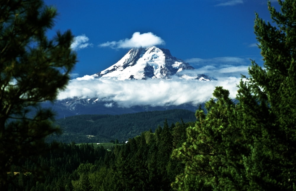 Mount Hood Framed By Trees Oregon Usa Canvas Art - John Doornkamp Design Pics (19 x 12)