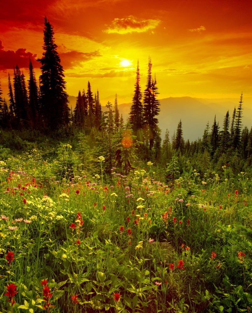 Mount Revelstoke National Park British Columbia Canvas Art - Yves Marcoux Design Pics (28 x 34)