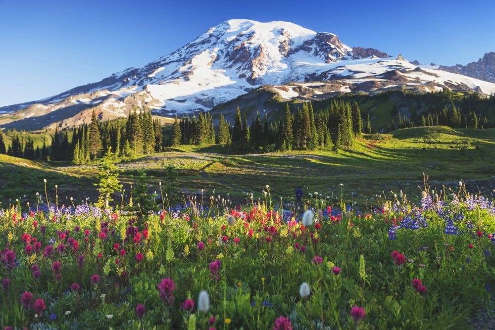 Mount rainier and wildflowers in a meadow mount rainier national parkWashington united states of america Canvas Art - Stuart Westmorland Design Pics (38 x 24)