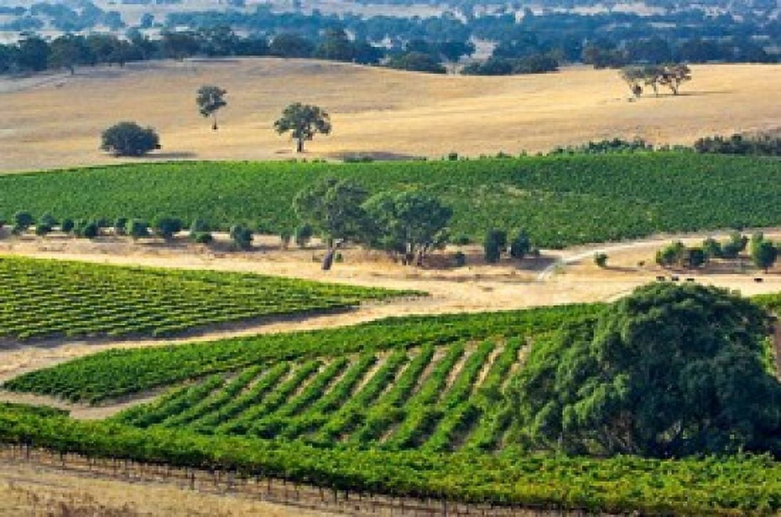 Mountadam vineyard winery on High Eden Road Barossa Valley Australia Canvas Art - Janis Miglavs DanitaDelimont (26 x 18)