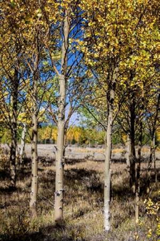 Mountain Aspens Canvas Art - Roberta Murray (24 x 36)
