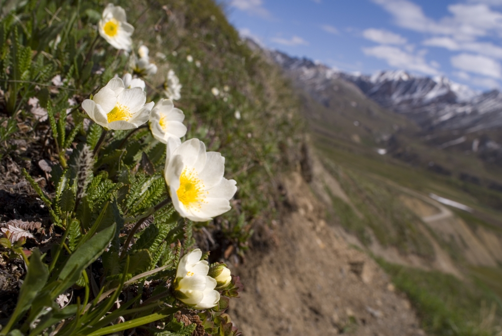 Mountain Avens Bloom On A Hillside At Denali National Park Spring In Interior Alaska Canvas Art - Matt Hage Design Pics (34 x 22)