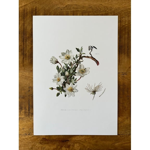 Mountain Avens Botanical Print, Unframed Paper Poster 8x10in