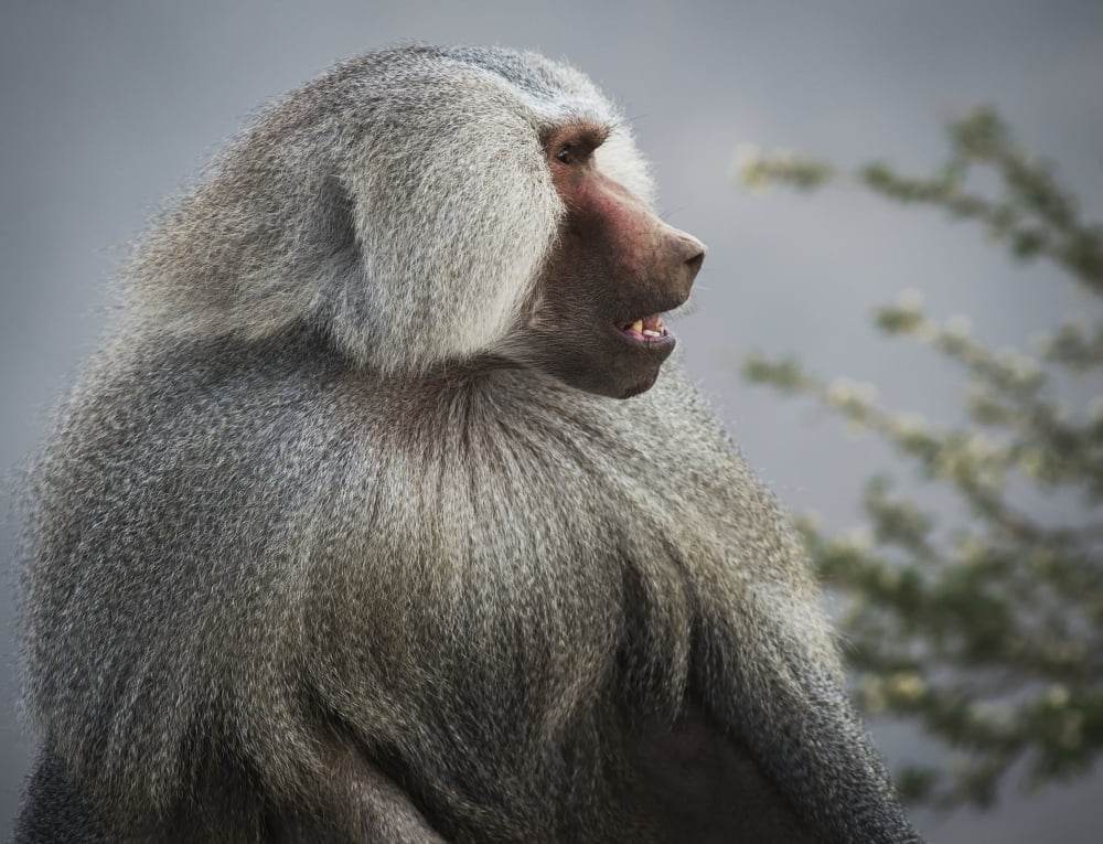 Mountain Baboon Taif Saudi Arabia Canvas Art - David Kirkland Design Pics (17 x 13)