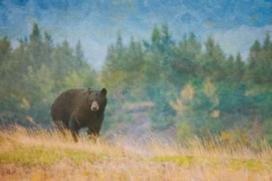 Mountain Bear Canvas Art - Roberta Murray (24 x 36)