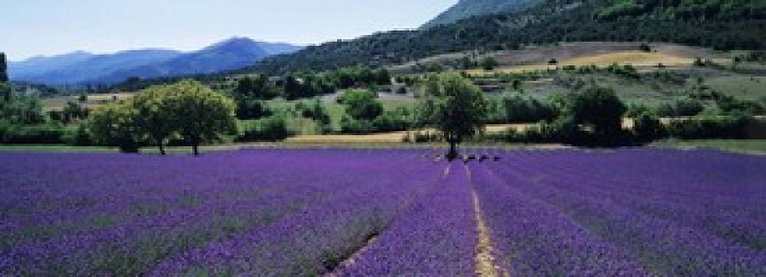 Mountain Behind A Lavender Field Provence France Canvas Art - Panoramic Images (18 x 7)