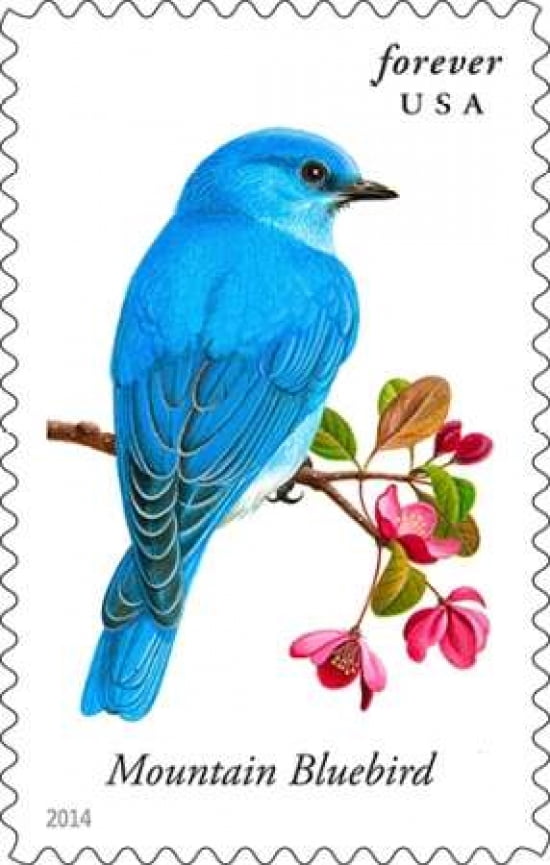 Mountain Bluebird Canvas Art - US POSTAL SERVICE (12 x 18)