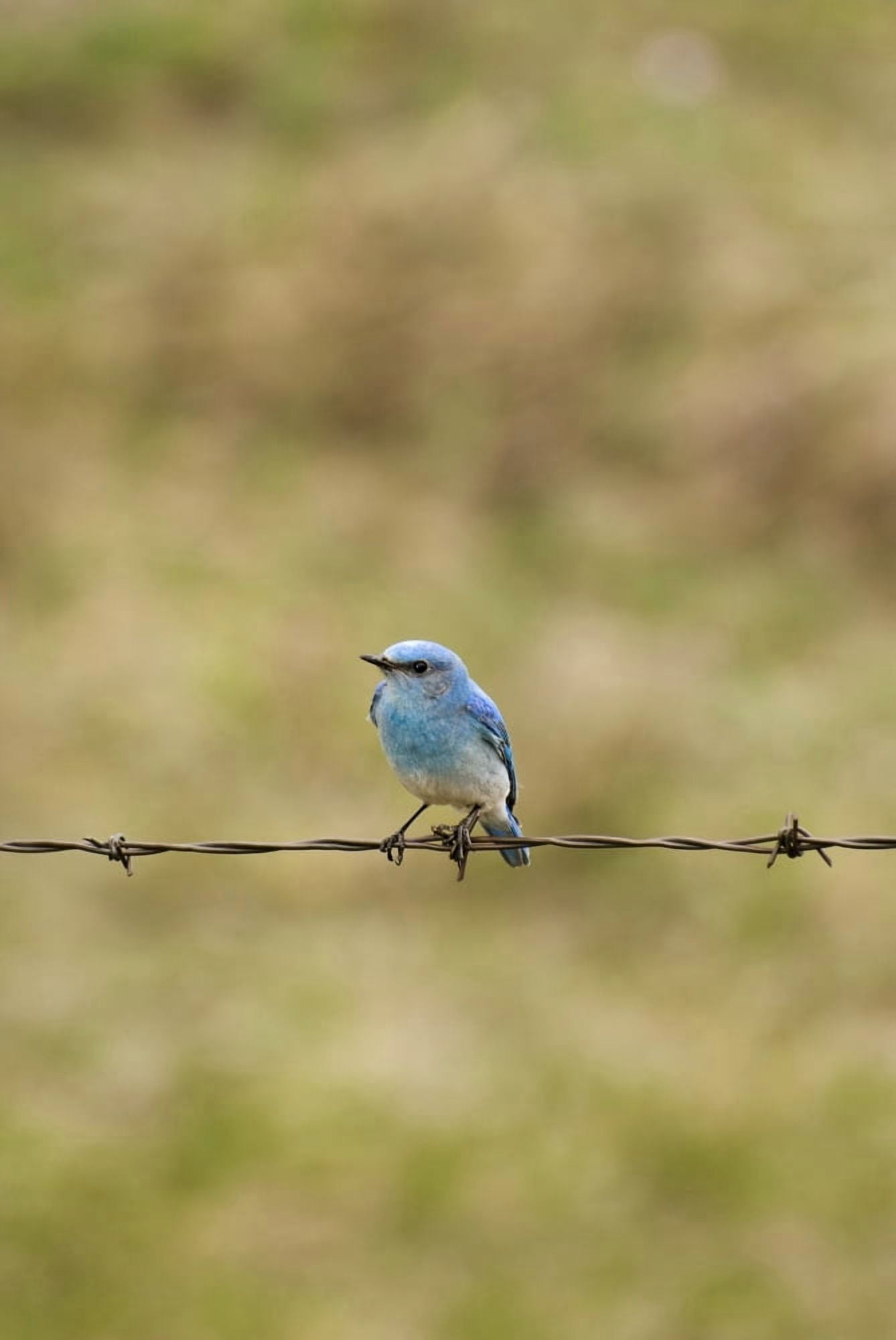 Mountain Bluebird On A Fence Wire Canvas Art - Philippe Widling Design Pics (11 x 17)