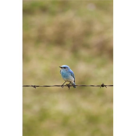 Mountain Bluebird On A Fence Wire Poster Print - 11 x 17