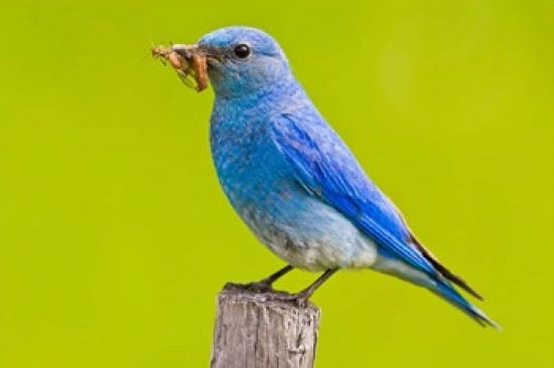 Mountain Bluebird with caterpillars near Kamloops British Columbia Canada Canvas Art - Larry Ditto DanitaDelimont (36 x 24)