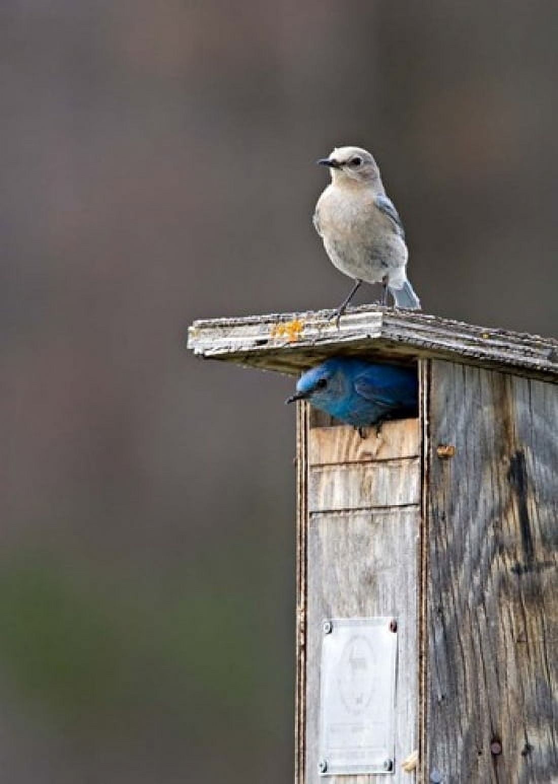 Mountain Bluebirds British Columbia Canada Canvas Art - Charles Sleicher DanitaDelimont (19 x 26)