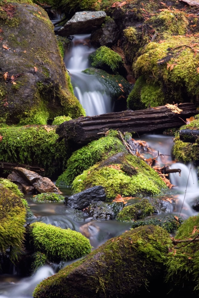 Mountain Brook Serpentine Trail Area Gaspesie National Park Quebec Canvas Art - Philippe Henry Design Pics (11 x 17)