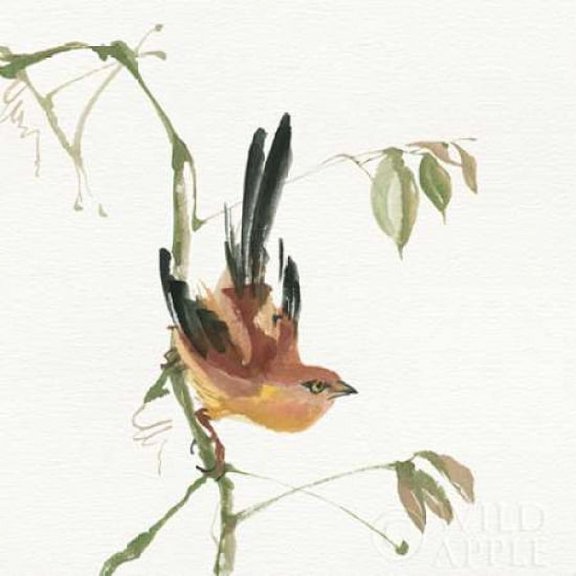 Mountain Bush Warbler Poster Print by Chris Paschke (12 x 12)