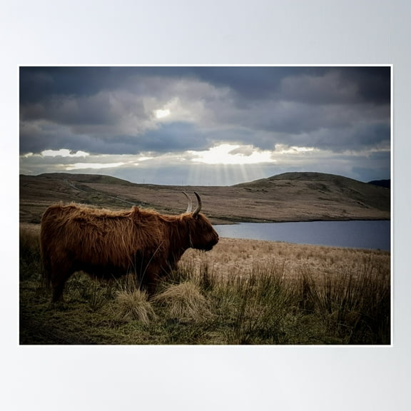 Mountain Cattle Wildlife Landscape Poster Wall Art, Modern Wall Decor, 8x12 UNFRAMED