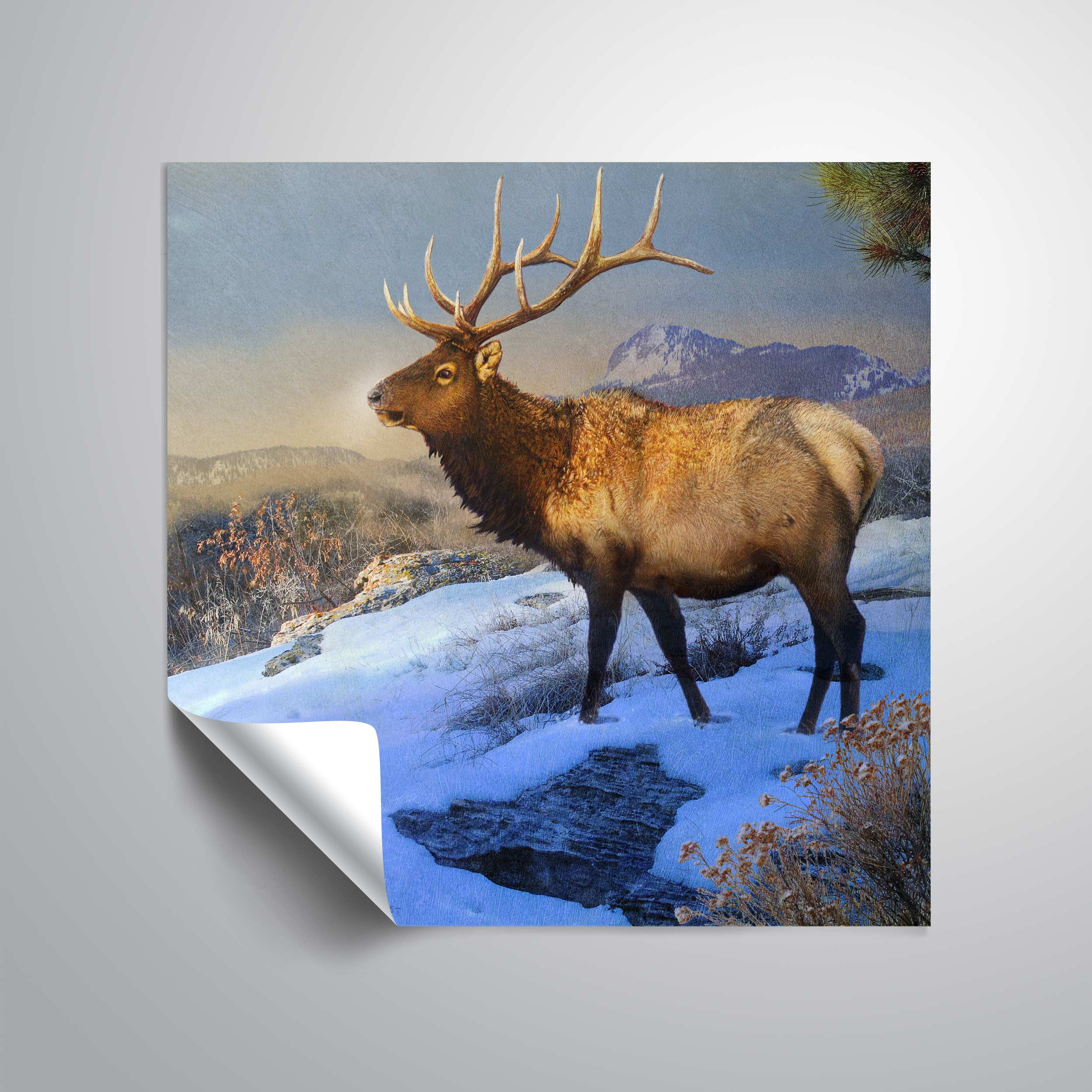 Mountain Elk