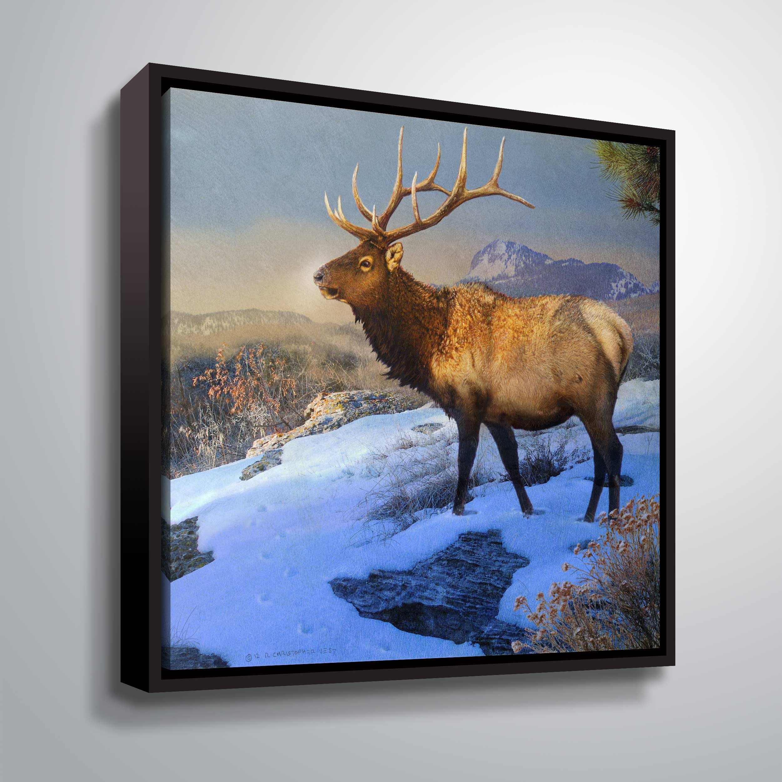 Mountain Elk
