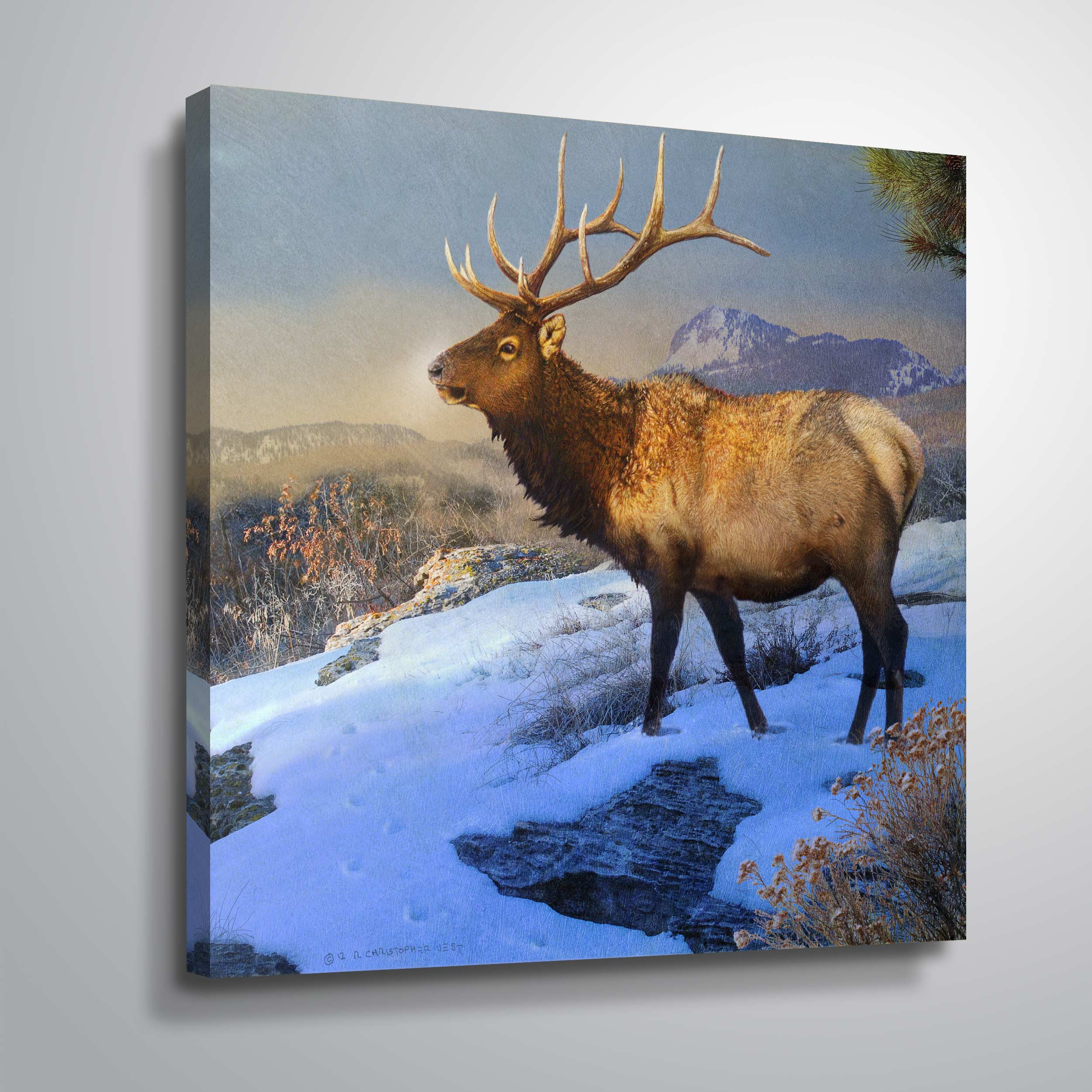 Mountain Elk