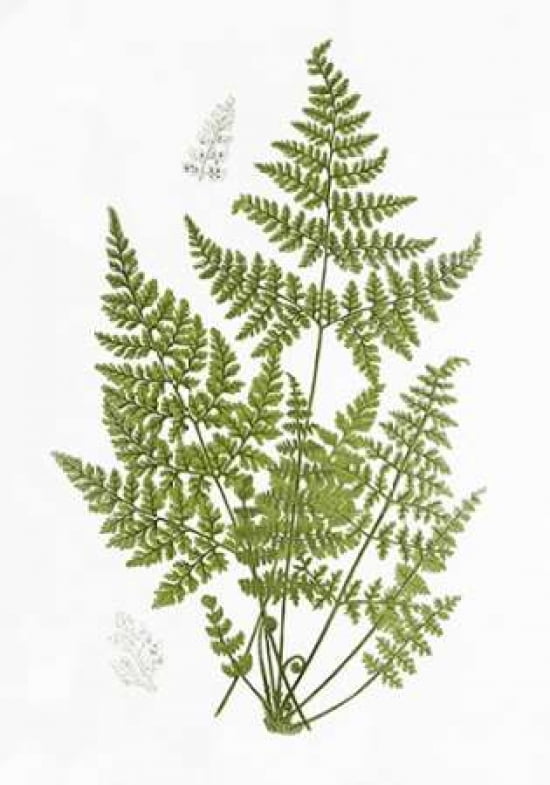 Mountain Fern Canvas Art - Anonymous (20 x 28)