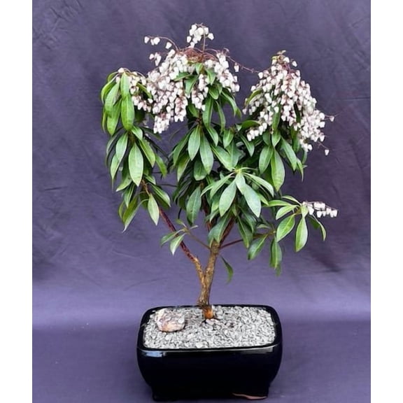 Mountain Fire Japanese Andromeda Bonsai Tree with Humidity Tray