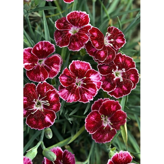 Mountain Frost Ruby Glitter Dianthus - Fragrant Perennial - 2.5" Pot