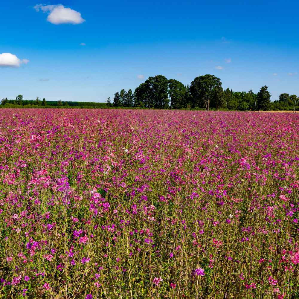 Mountain Garland Seeds - Clarkia Unguiculata Wild Flower Seed - 5 LBS