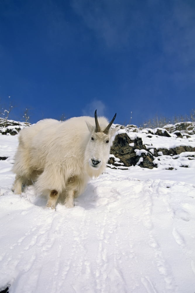 Mountain Goat Billy On High Mountain Slope In Snow Chugach National Forest Kenai Peninsula Ak Spring Canvas Art - Tom Soucek Design Pics (22 x 34)