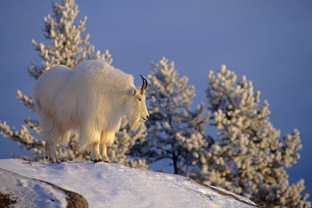 Mountain Goat Billys On High Mountain Slope Chugach National Forest Kenai Peninsula Ak Spring Canvas Art - Tom Soucek Design Pics (19 x 12)