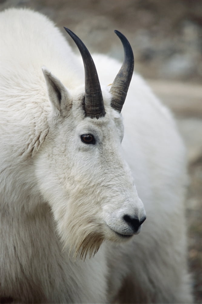 Mountain Goat In Alberta Canada During Fall Canvas Art - Doug Lindstrand Design Pics (12 x 19)
