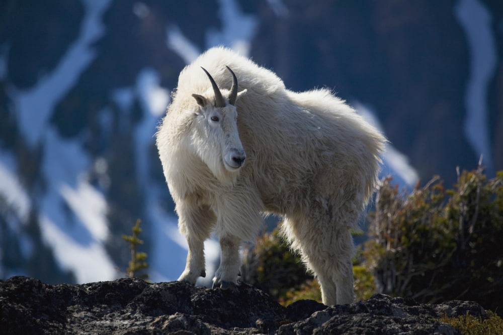 Mountain Goat Looking Left In Winter Coat Olympic Mountains Washington Usa Canvas Art - John Mahan Design Pics (19 x 12)